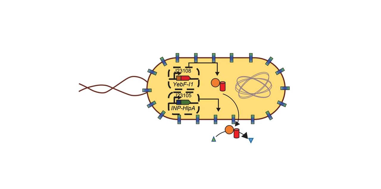 Harnessing commensal microbes for cancer prevention